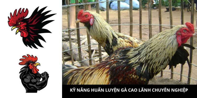 Kỹ năng huấn luyện gà Cao Lãnh chuyên nghiệp 